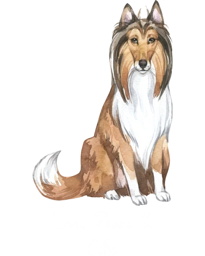 Collie Dog Printed