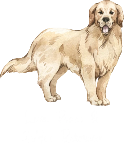 Golden Retriever Dog Printed